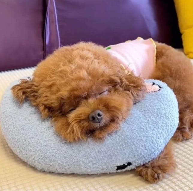 MoonRest Pillow