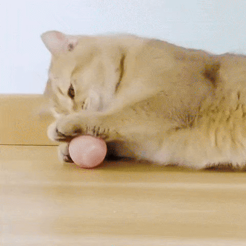 FurTastic Play Ball